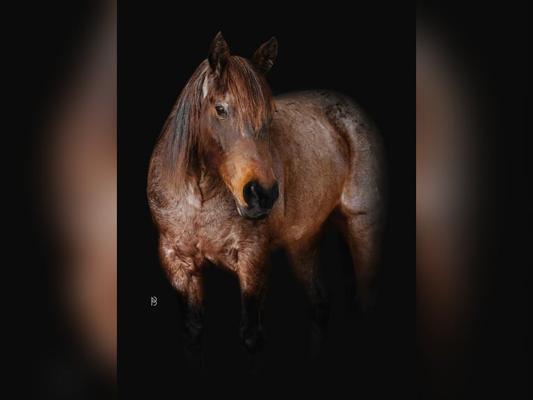 American Quarter Horse Wałach 10 lat 152 cm Gniadodereszowata in Lincoln