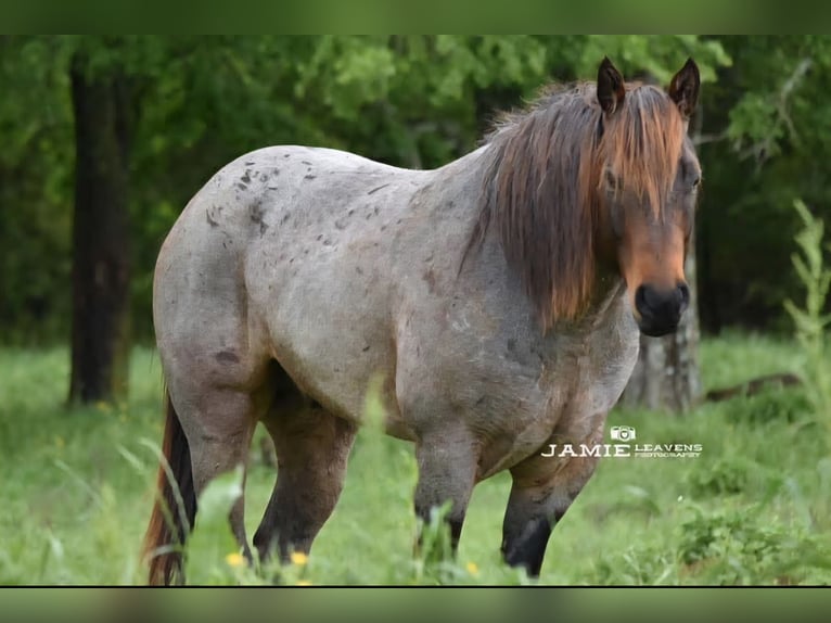 American Quarter Horse Wałach 10 lat 152 cm Gniadodereszowata in Lincoln