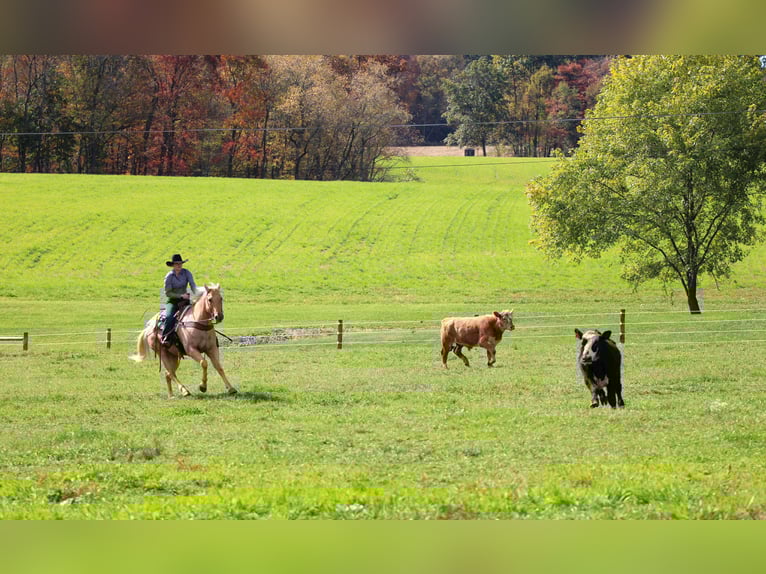 American Quarter Horse Wałach 10 lat 152 cm Izabelowata in Clarion