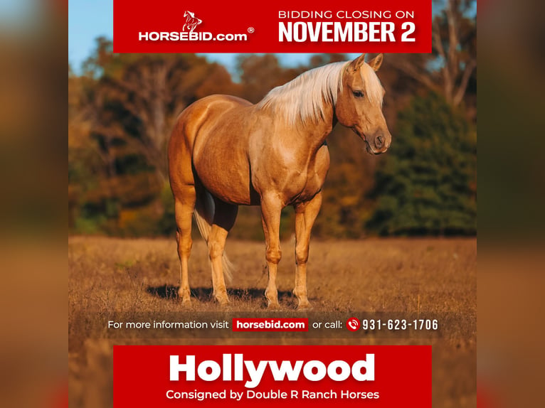 American Quarter Horse Wałach 10 lat 152 cm Izabelowata in Lyles