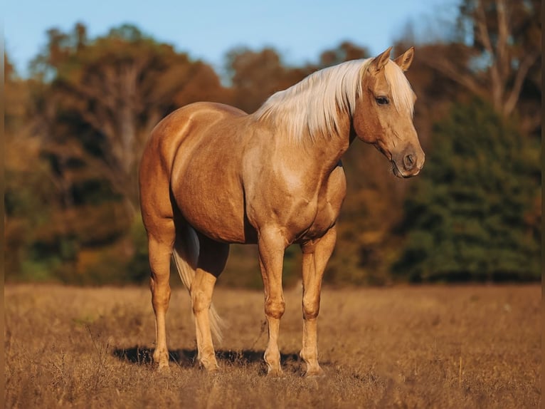 American Quarter Horse Wałach 10 lat 152 cm Izabelowata in Lyles