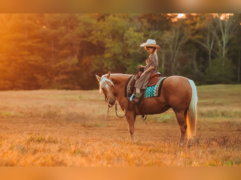 American Quarter Horse Wałach 10 lat 152 cm Izabelowata in Lyles