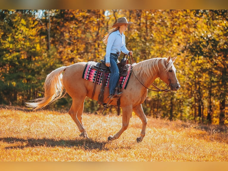 American Quarter Horse Wałach 10 lat 152 cm Izabelowata in Lyles