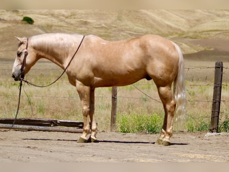 American Quarter Horse Wałach 10 lat 152 cm Izabelowata in Tres Pinos