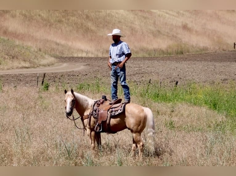 American Quarter Horse Wałach 10 lat 152 cm Izabelowata in Tres Pinos