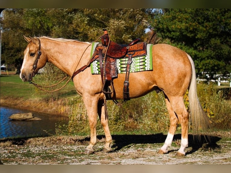 American Quarter Horse Wałach 10 lat 152 cm Izabelowata in Robards