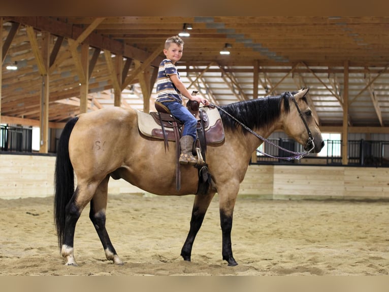 American Quarter Horse Wałach 10 lat 152 cm Jelenia in Clarion