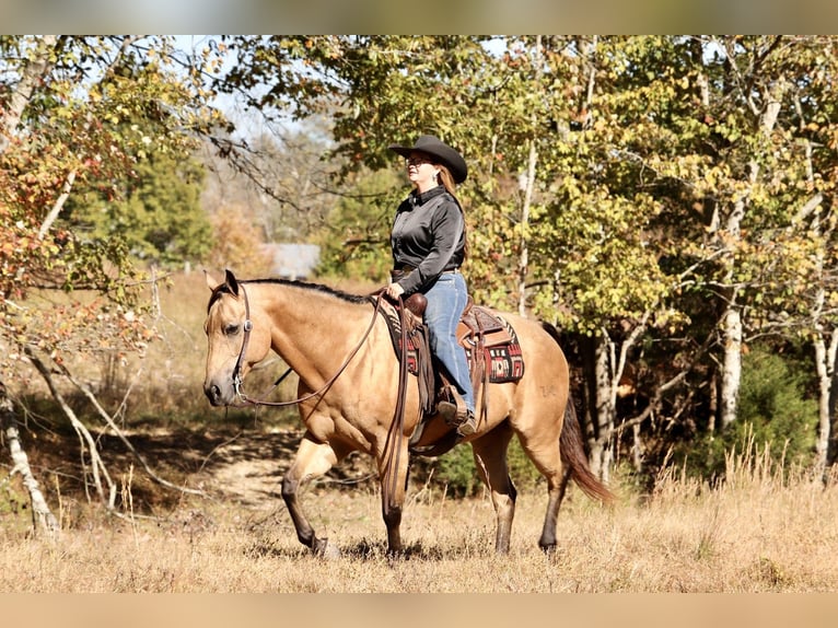 American Quarter Horse Wałach 10 lat 152 cm Jelenia in Mount Vernon, KY