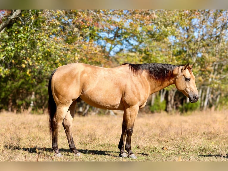 American Quarter Horse Wałach 10 lat 152 cm Jelenia in Mount Vernon
