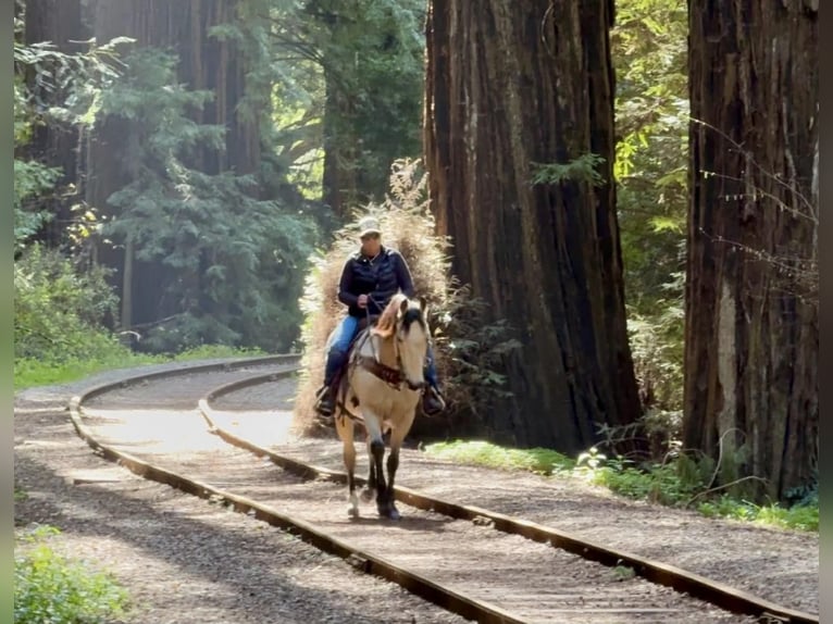 American Quarter Horse Wałach 10 lat 152 cm Jelenia in Tres Pinos