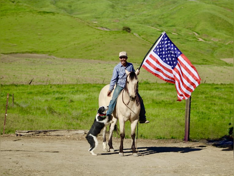 American Quarter Horse Wałach 10 lat 152 cm Jelenia in Tres Pinos