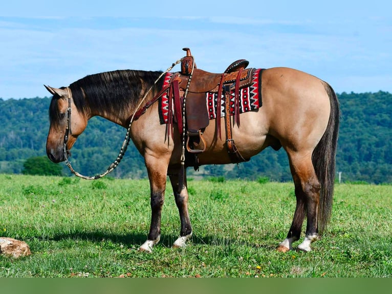 American Quarter Horse Wałach 10 lat 152 cm Jelenia in Rebersburg