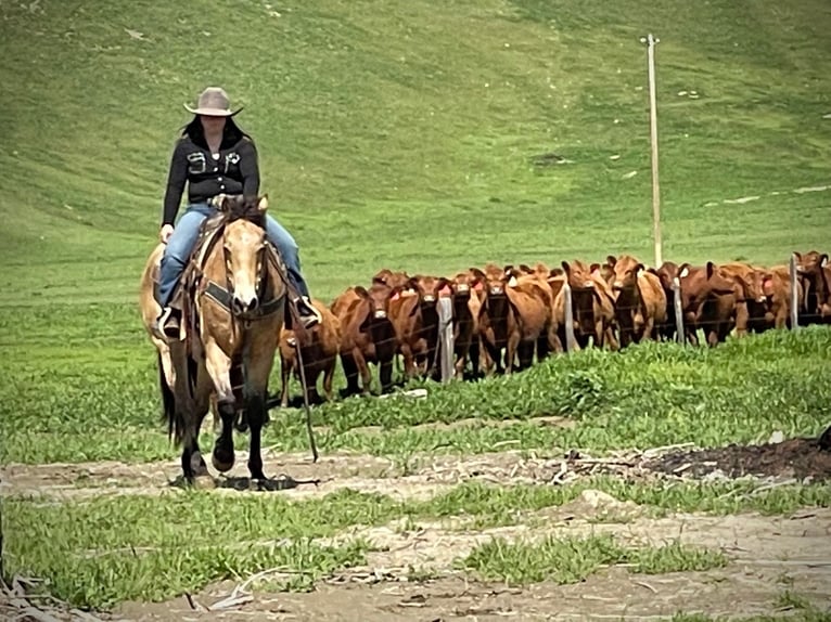 American Quarter Horse Wałach 10 lat 152 cm Jelenia in Paicines CA