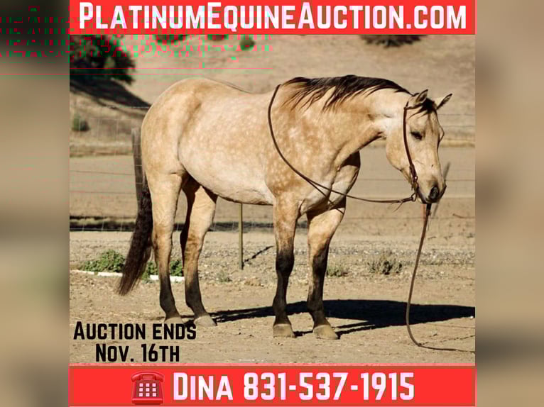 American Quarter Horse Wałach 10 lat 152 cm Jelenia in Paicines CA