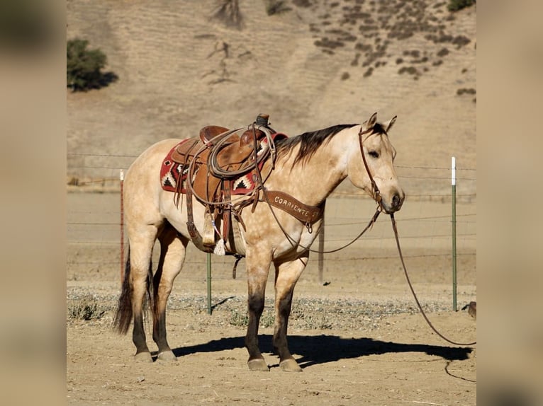 American Quarter Horse Wałach 10 lat 152 cm Jelenia in Paicines CA