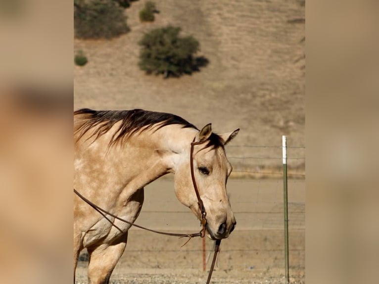 American Quarter Horse Wałach 10 lat 152 cm Jelenia in Paicines CA