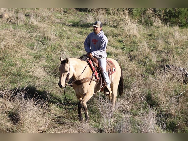 American Quarter Horse Wałach 10 lat 152 cm Jelenia in Paicines CA
