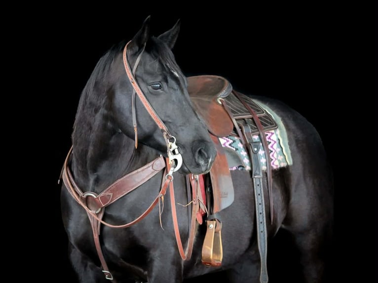 American Quarter Horse Wałach 10 lat 152 cm Kara in Clarion