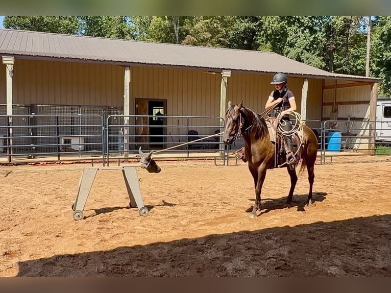 American Quarter Horse Wałach 10 lat 152 cm Kara in Clover