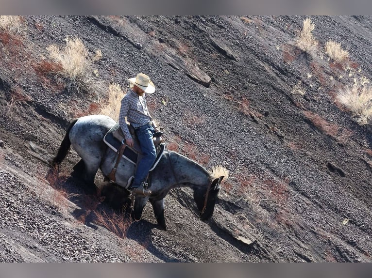 American Quarter Horse Wałach 10 lat 152 cm Karodereszowata in Buckeye, AZ