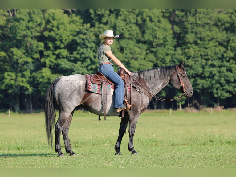 American Quarter Horse Wałach 10 lat 152 cm Karodereszowata in Clarion