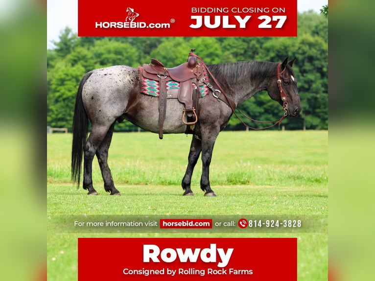 American Quarter Horse Wałach 10 lat 152 cm Karodereszowata in Clarion