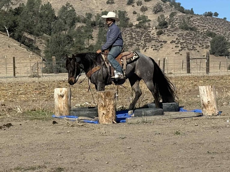 American Quarter Horse Wałach 10 lat 152 cm Karodereszowata in Paicines CA