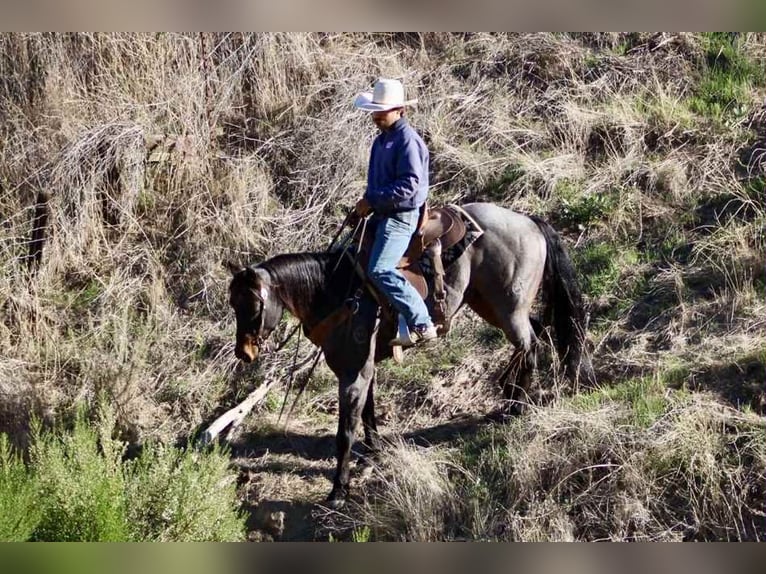 American Quarter Horse Wałach 10 lat 152 cm Karodereszowata in Paicines CA