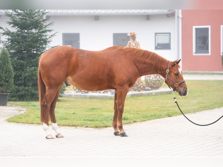 American Quarter Horse Wałach 10 lat 152 cm Kasztanowata in Tuntenhausen