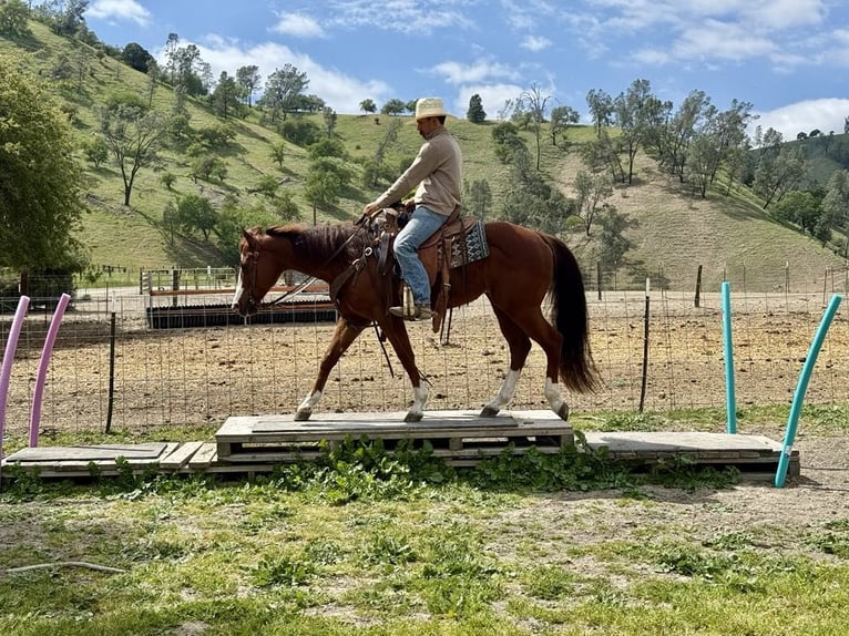 American Quarter Horse Wałach 10 lat 152 cm Overo wszelkich maści in Paicines CA