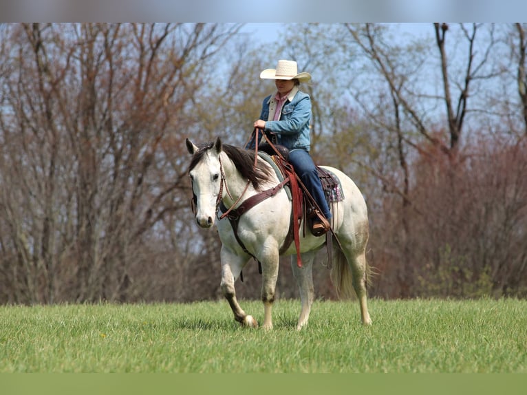 American Quarter Horse Wałach 10 lat 152 cm Siwa in Clarion