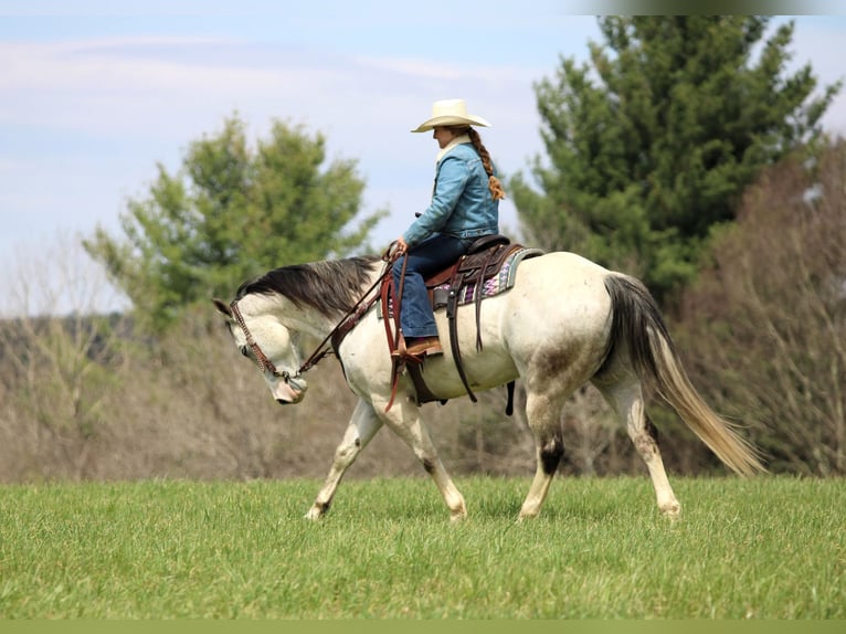 American Quarter Horse Wałach 10 lat 152 cm Siwa in Clarion