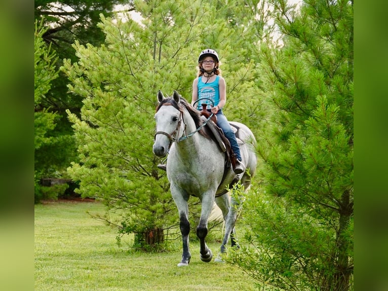 American Quarter Horse Wałach 10 lat 152 cm Siwa in Oxford