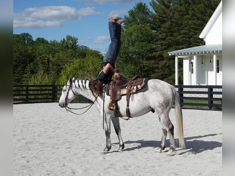 American Quarter Horse Wałach 10 lat 152 cm Siwa in Oxford