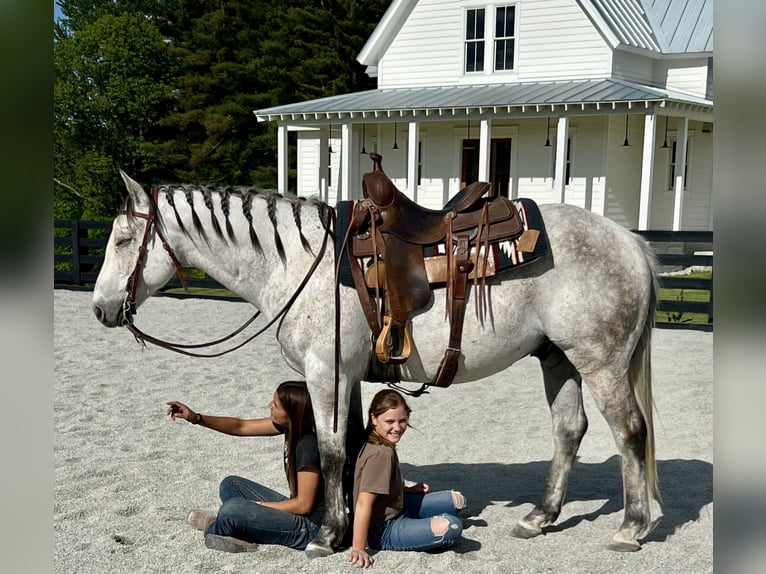 American Quarter Horse Wałach 10 lat 152 cm Siwa in Oxford