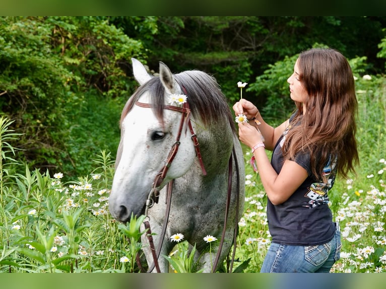 American Quarter Horse Wałach 10 lat 152 cm Siwa in Oxford