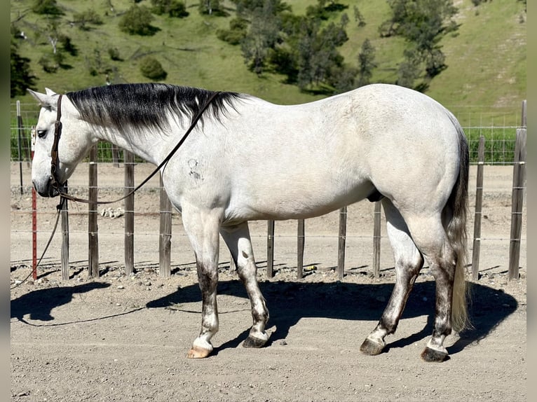 American Quarter Horse Wałach 10 lat 152 cm Siwa in Paicines CA