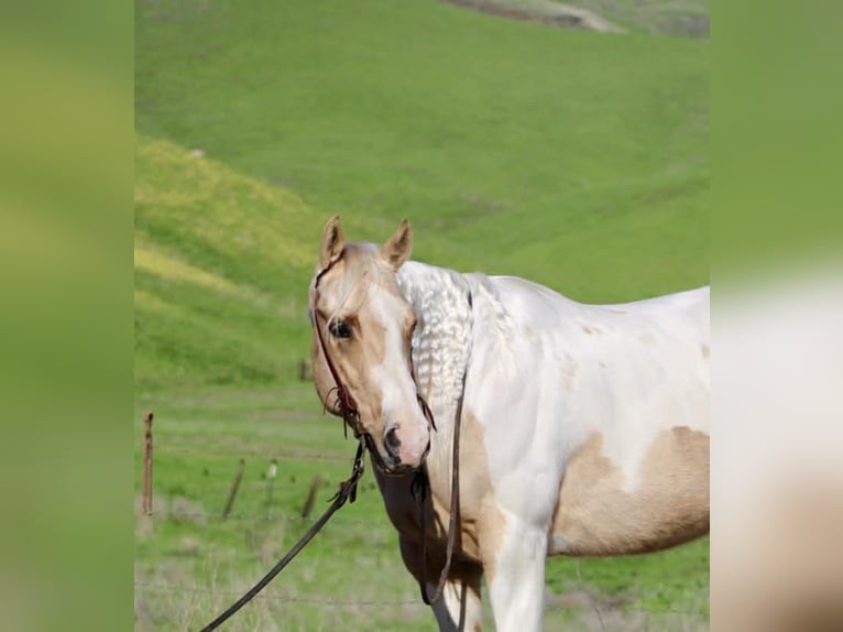 American Quarter Horse Wałach 10 lat 152 cm Tobiano wszelkich maści in Paicines CA