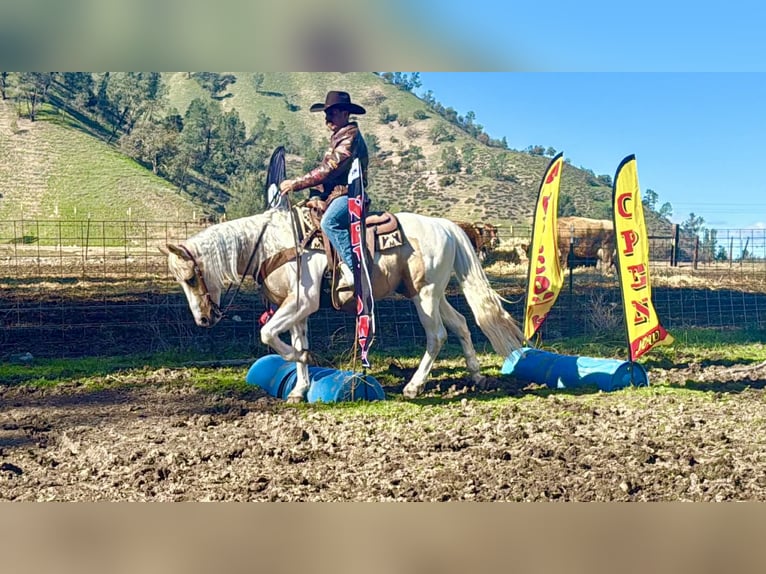 American Quarter Horse Wałach 10 lat 152 cm Tobiano wszelkich maści in Paicines CA