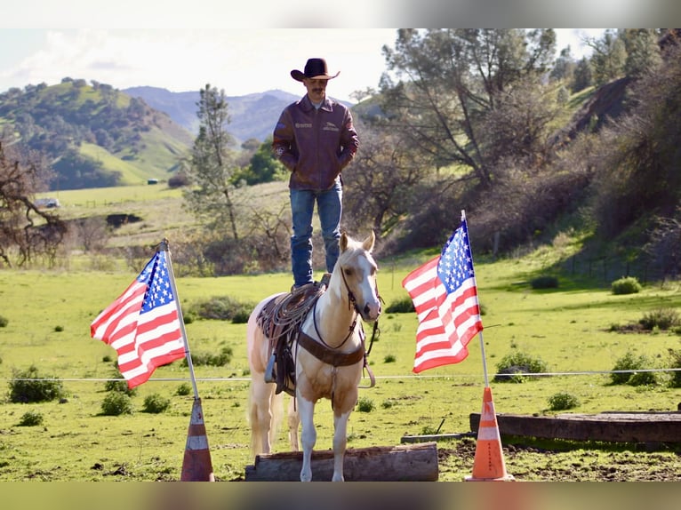 American Quarter Horse Wałach 10 lat 152 cm Tobiano wszelkich maści in Paicines CA