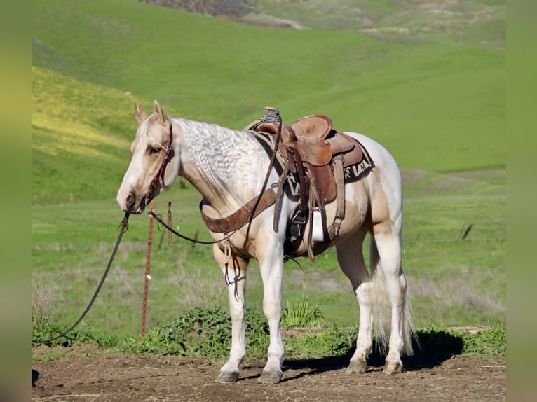 American Quarter Horse Wałach 10 lat 152 cm Tobiano wszelkich maści in Paicines CA