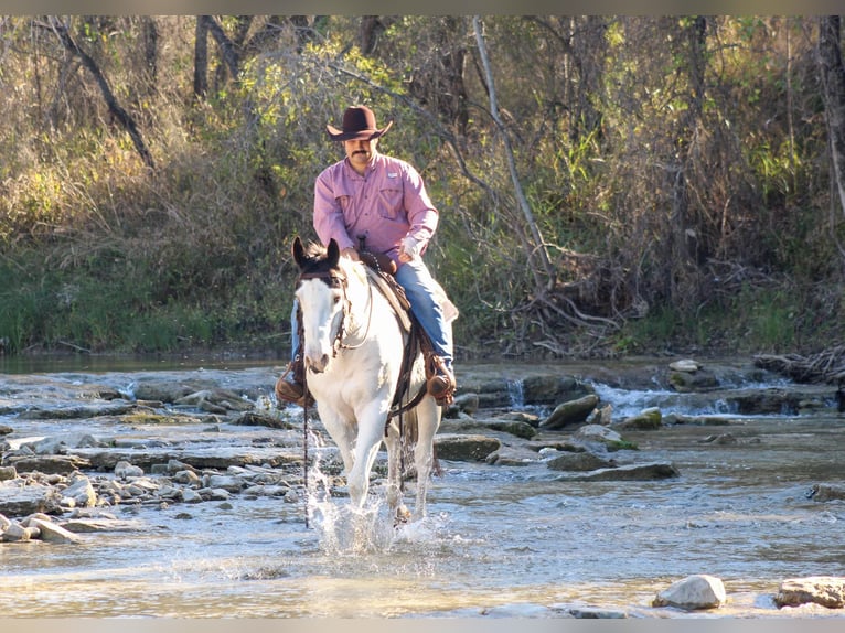 American Quarter Horse Wałach 10 lat 152 cm Tobiano wszelkich maści in Stephenville Tx