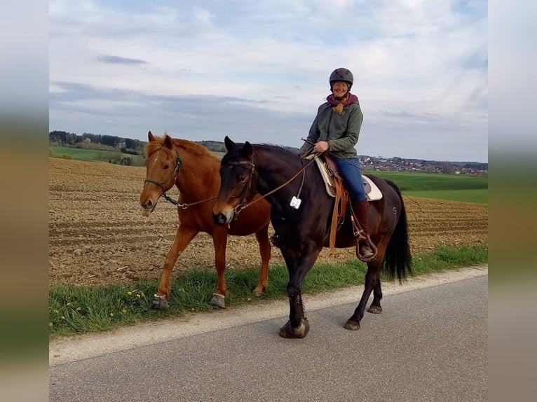 American Quarter Horse Wałach 10 lat 153 cm Ciemnogniada in Rhauderfehn