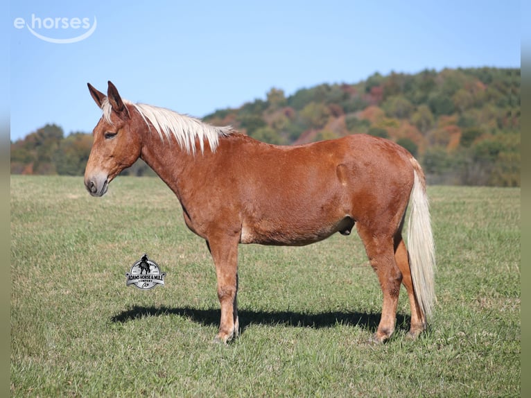 American Quarter Horse Wałach 10 lat 153 cm Cisawa in Mount Vernon