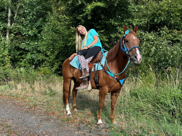 American Quarter Horse Wałach 10 lat 153 cm Kasztanowata in Linkenbach