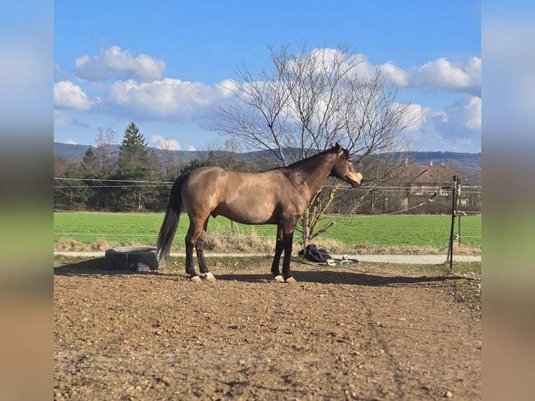 American Quarter Horse Wałach 10 lat 154 cm Jelenia in Wiener Neustadt