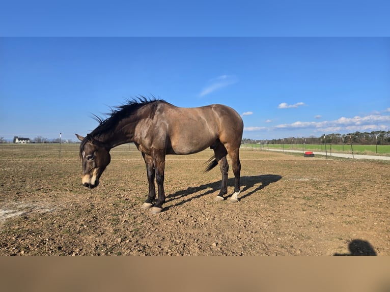 American Quarter Horse Wałach 10 lat 154 cm Jelenia in Wiener Neustadt