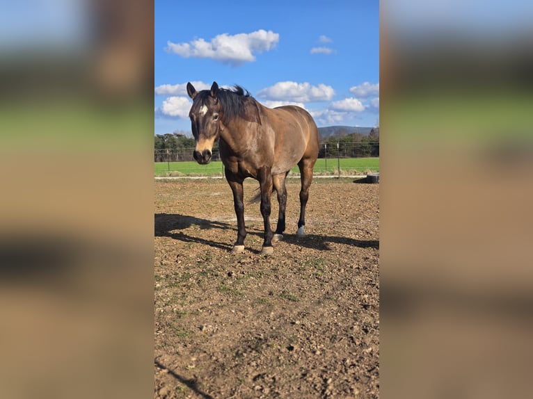 American Quarter Horse Wałach 10 lat 154 cm Jelenia in Wiener Neustadt
