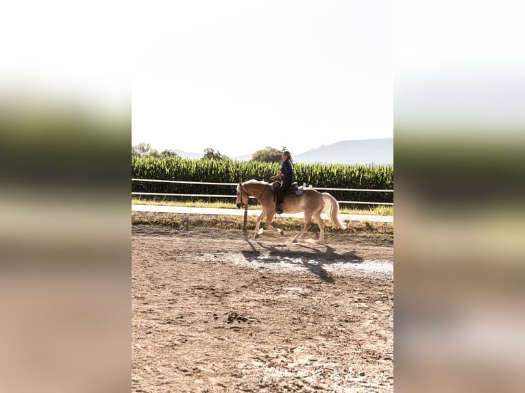American Quarter Horse Mix Wałach 10 lat 154 cm Kasztanowata in Friesenheim