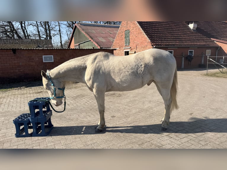 American Quarter Horse Wałach 10 lat 154 cm Perlino in Hatten
